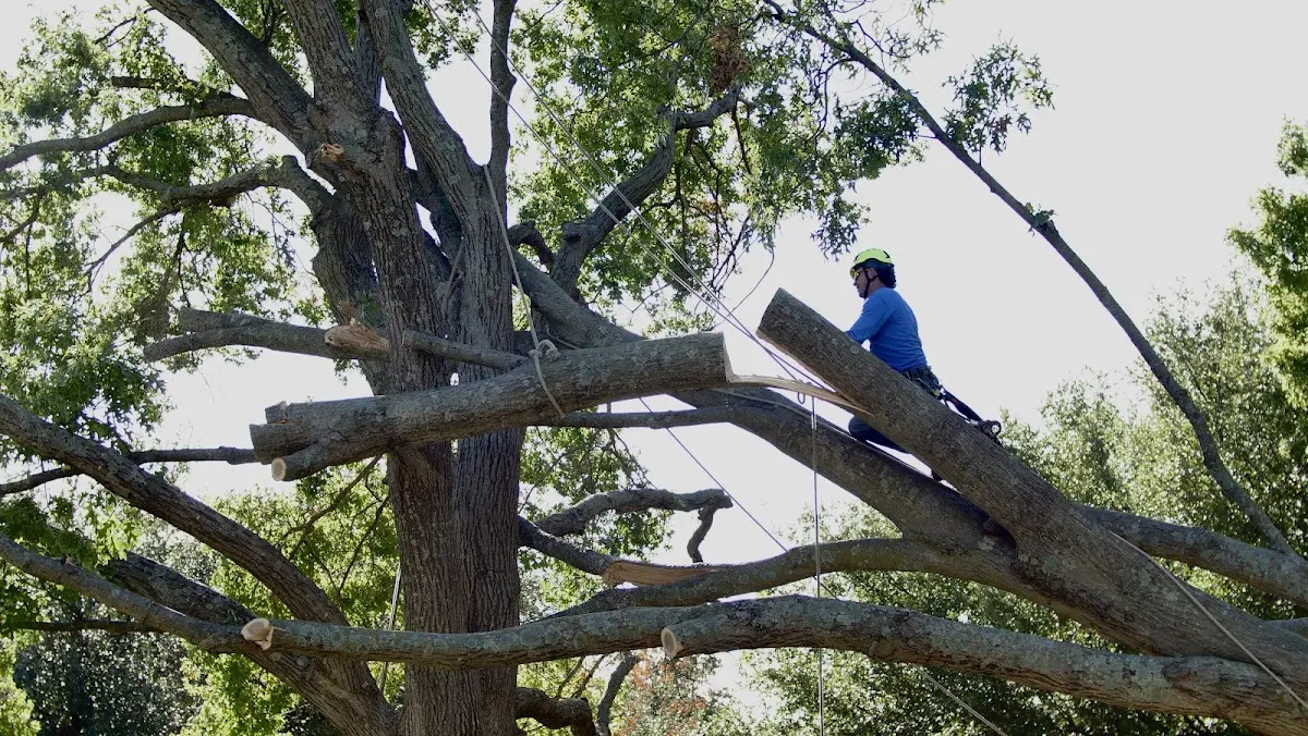 Professional Hazardous Tree Removal performed by certified arborists in Moundridge