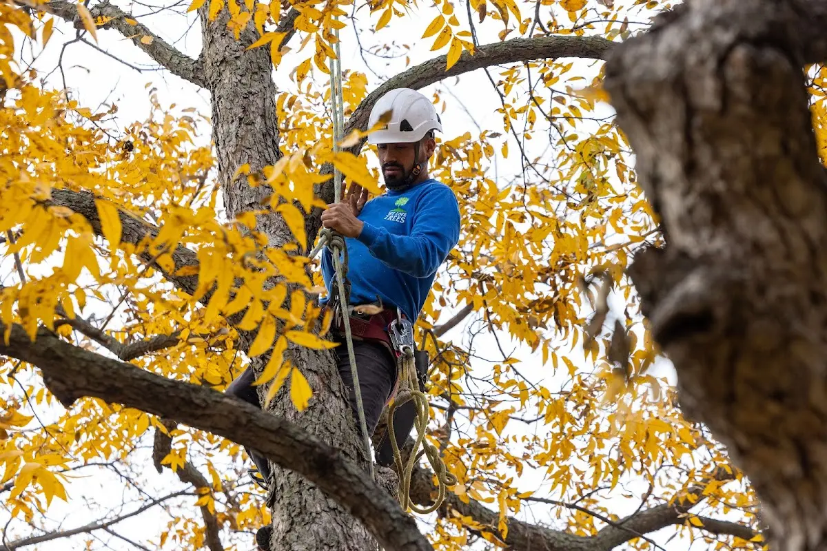 Skilled Tree Trimming crew working in Moundridge